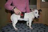 JACK RUSSEL - BROSSAGE 067